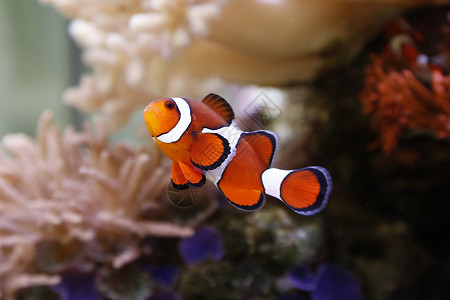 小丑鱼动物异国水族馆游泳橙子海洋海葵宠物宏观潜水高清图片