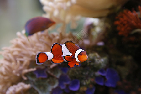 小丑鱼动物异国海洋热带盐水白色情调宠物海葵宏观高清图片