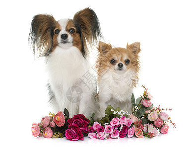 Papillon 狗和Chihuahua工作室动物朋友们玫瑰三色小狗成人宠物背景图片