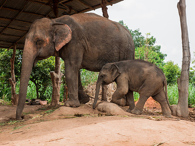泰国大象村的一头母象和她的婴儿图片素材