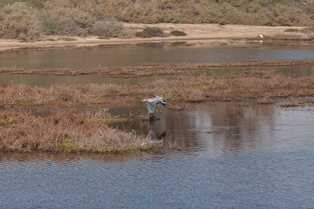 加州南部大蓝海绵鸟饲料荒野潮汐池海岸线沼泽湿地苍鹭滨鸟翅膀海滩背景