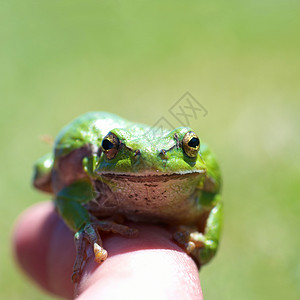绿青蛙宏观生物学森林环境皮肤动物思维蟾蜍生态野生动物热带高清图片素材