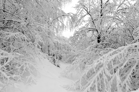 冬天 树木上下雪蓝色冻结国家公园风景天气场景木头季节森林背景图片