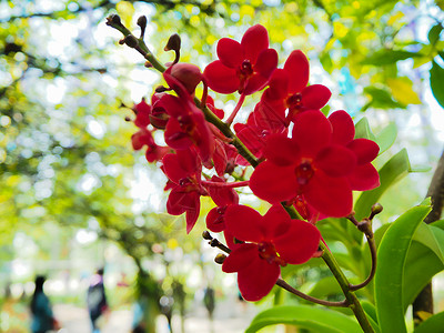 红色兰花 关注鲜花 自然背景摘要植物绿色公园叶子背景图片