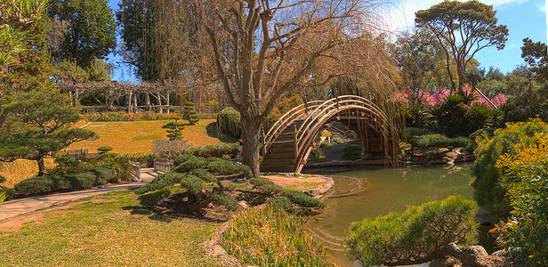 日本花园花园池塘锦鲤植物高清图片