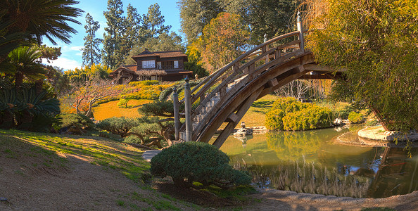 亨廷顿花园日本花园锦鲤花园植物池塘背景