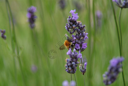 花蜜之后的蜜蜂背景图片