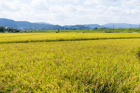 大稻草地收成归档场地农业稻田谷物生产农村植物食物亚洲高清图片素材