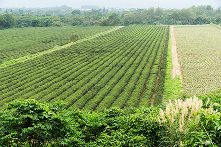 茶叶种植农田高清图片