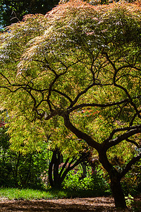 树背景绿色树木植物木头天空林地季节松树叶子树叶夏天高清图片素材