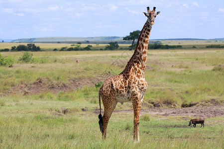 马赛马拉国家公园的长颈鹿Kenya国家公园马拉旅行大草原动物荒野草原哺乳动物野生动物肯尼亚高清图片素材