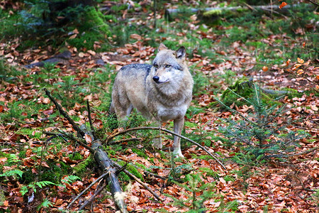 灰色森林在巴伐利亚森林的野狼 国家公园德国灰色猎人捕食者树木荒野俘虏国家狼疮公园动物背景