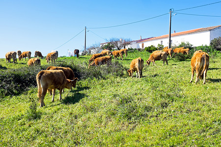 葡萄牙农村的牛群 来自葡萄牙草地养牛场地动物哺乳动物农场背景图片