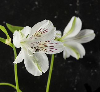 白青色白藻花花风格花瓣白色婚礼花店植物群装饰礼物幸福植物背景图片