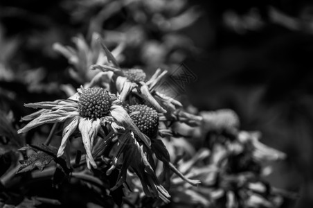 黑白鲜花植物自然光雨林花朵背景图片