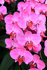 美丽的粉红色 紫红兰花花枝展示白色花瓣热带兰花紫色植物群绿色植物背景图片