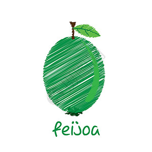 番石榴背景feijoa水果 草图设计矢量插画