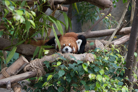 野生动物中的可爱红熊猫荒野濒危动物园公园动物竹子哺乳动物大熊猫中国高清图片素材