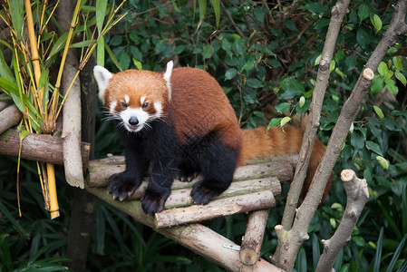 野生动物中的可爱红熊猫濒危大熊猫荒野公园动物园动物哺乳动物竹子可爱的高清图片素材