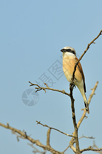 红背伯劳红色支持的Shrike猎物鸟类分支机构大道动物野生动物毛虫棕色动物群照片背景