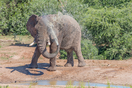 洗泥浴的非洲青年大象动物獠牙野生动物树干动物群食草阳光洗澡象牙晴天背景