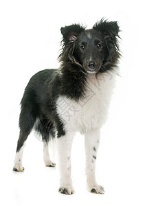 小狗羊犬黑色双色工作室动物宠物白色牧羊犬背景图片