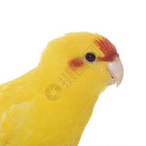 红面的Kakariki鹦鹉黄色宠物红额动物工作室背景图片