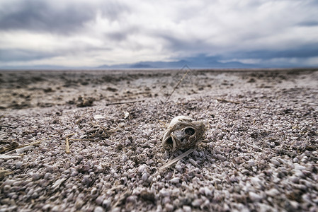 海滩上的鱼骨头远景蓝色生活环境地球沙漠生态气候衰变荒野背景图片