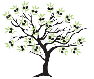 老橄榄树橄榄树树叶树木美食液体食物水果曲线绘画生活木头设计图片