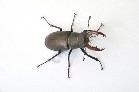 鹿甲虫     卢卡努斯二次曲线风筝鹿属甲虫背景图片