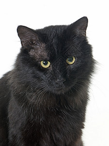 成年黑猫动物猫科眼睛成人工作室黄色宠物男性长发背景图片