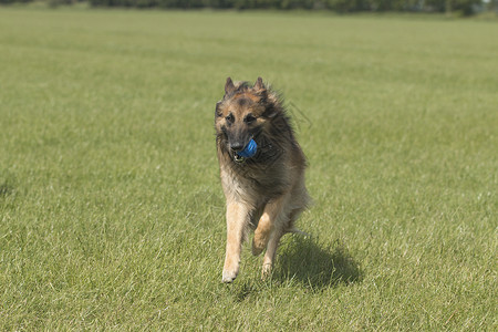 有球的狗在草地里奔跑高清图片