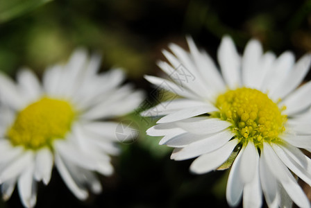 Daisy花朵  春天雏菊花园花瓣植物宏观绿色背景图片