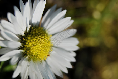 Daisy花朵  春天花瓣花园植物宏观绿色雏菊背景图片