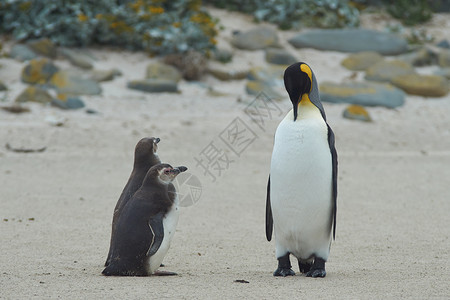 当我长大了 我想当企鹅王海洋羽毛王国国王岛屿橙子少年草地海滩荒野背景图片