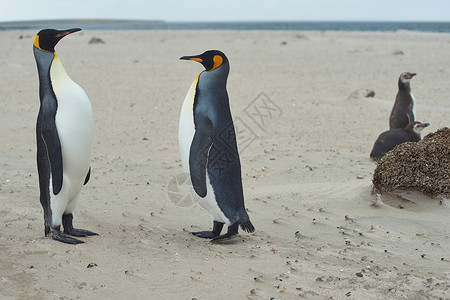 麦哲伦企鹅企鹅王在桑迪海滩相遇羽毛荒野野生动物少年王国岛屿海滩问候语国王海洋背景