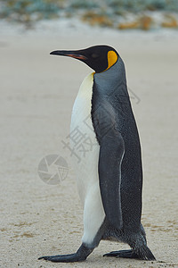 企鹅王王国野生动物羽毛荒野国王白色橙子黑色海洋海滩背景图片