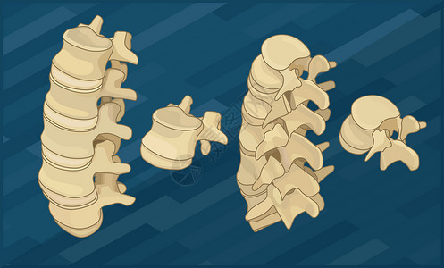 人类脊椎骨平等度背景图片