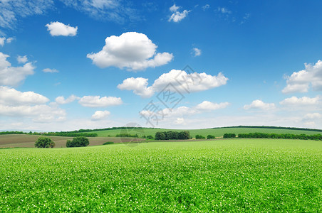 田地鲜花豌豆背景图片