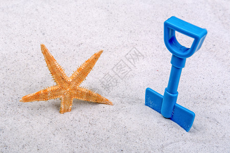 橙星海星和蓝勺沙地背景背景图片