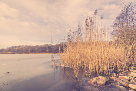 冬天的湖里有草水高清图片素材