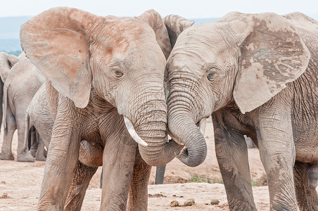 非洲大象交互互动背景图片