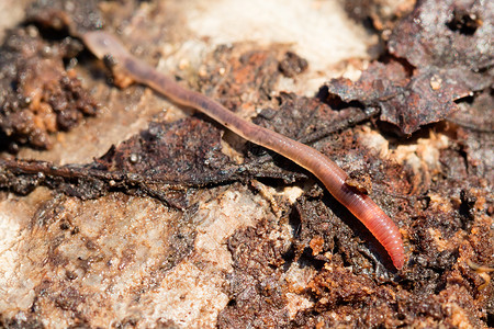 一块木头上的蚯蚓 有选择性的焦点雨虫地面动物群野生动物宏观动物模具漏洞土壤照片背景图片