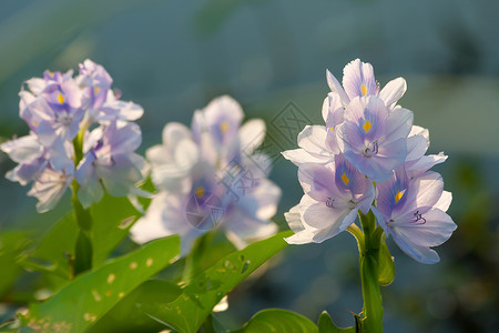 水 Hyacinth植物水生植物紫水花漂浮水葫芦生态水草气候树叶池塘背景图片