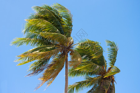 椰子树绿色棕榈天空背景图片