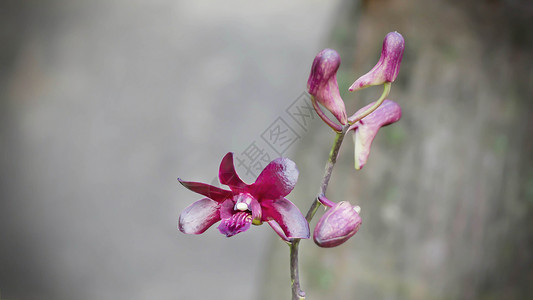 深紫色兰花植物园热带花瓣植物群植物花园背景图片