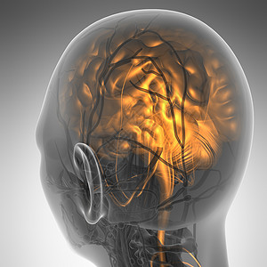 腺样体X射线人脑科学解剖橙子扫描器官活力病人中脑垂体脑桥小脑脑室背景