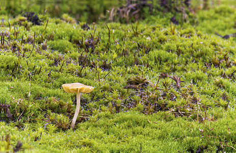 小蘑菇在森林苔草中 缝合帽高清图片素材