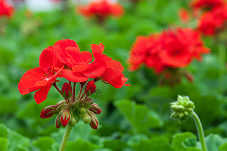 红花宏花粉过敏叶子园艺树叶花瓣花朵红色动物群背景图片