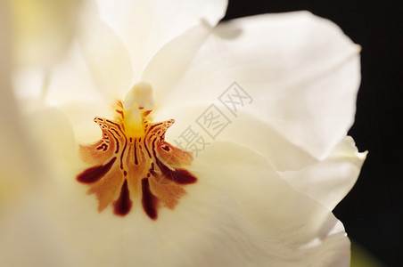 白葡萄兰兰花红色花瓣异国植物白色热带情调宏观背景图片